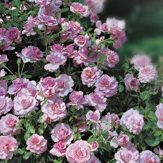 rosa-fragrant-lavender-simplicity-shrub-rose