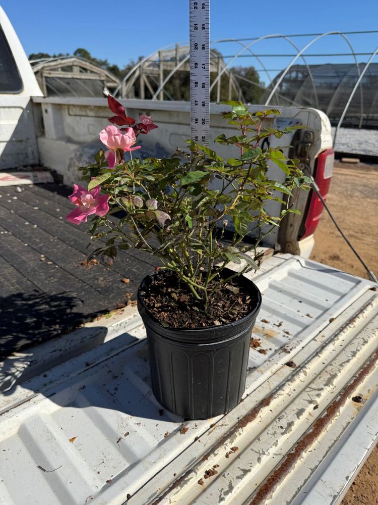 rosa-freedom-hybrid-tea-rose