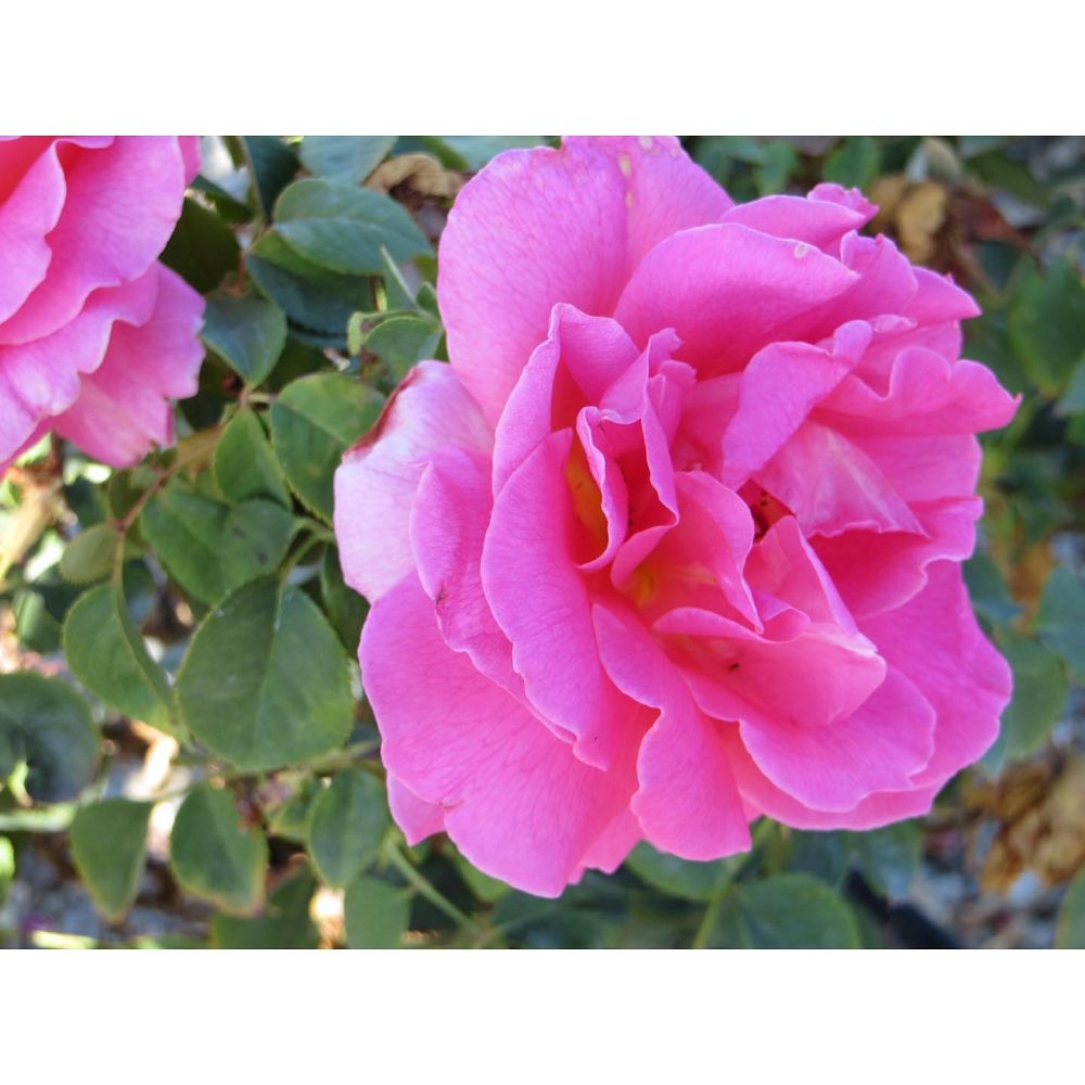 rosa-gentle-giant-hybrid-tea-rose