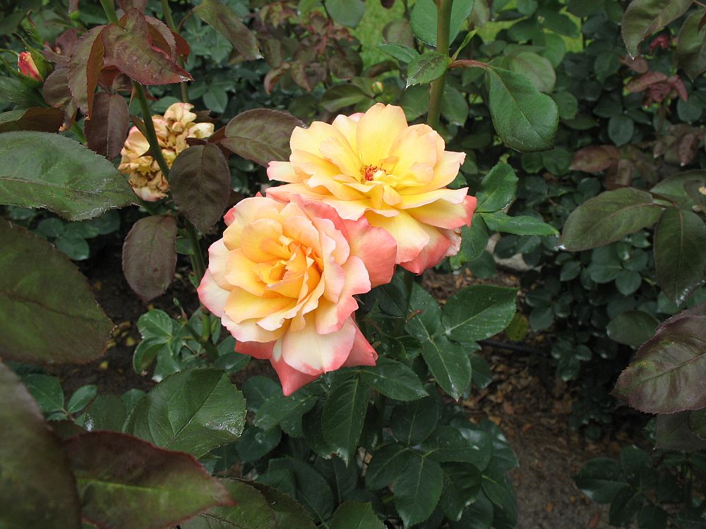 rosa-glowing-peace-grandiflora-rose