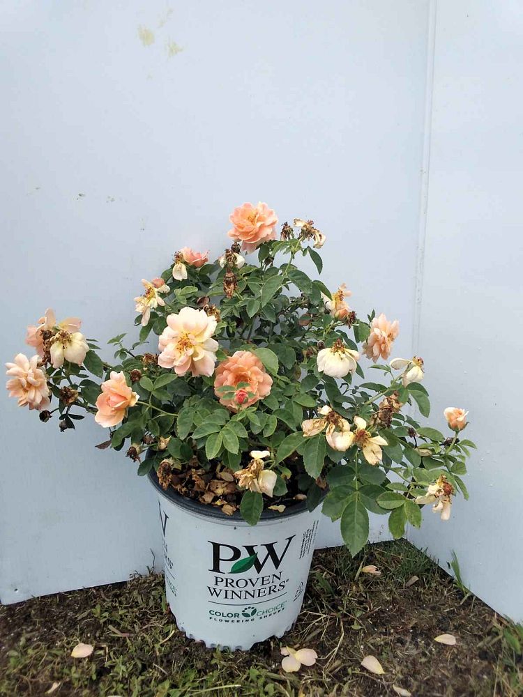 rosa-horcogjil-at-last-reg-rose
