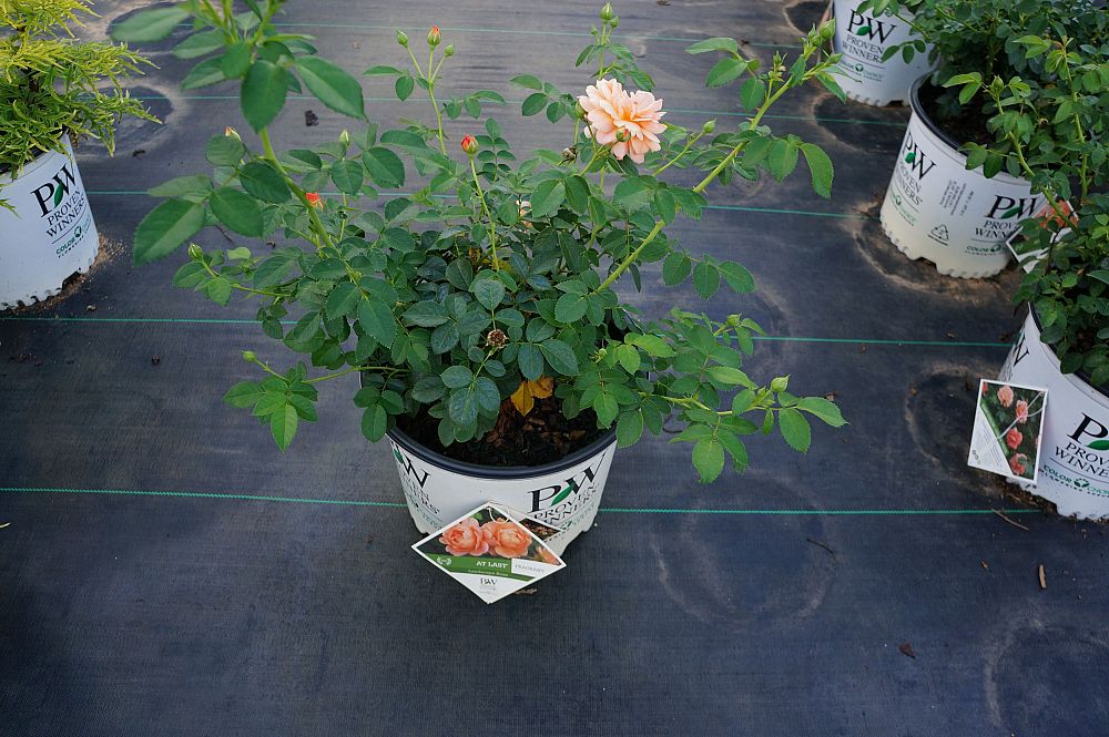 rosa-horcogjil-at-last-reg-rose