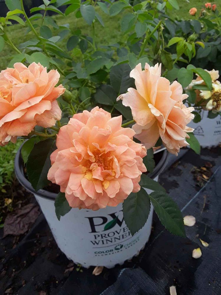 rosa-horcogjil-at-last-reg-rose