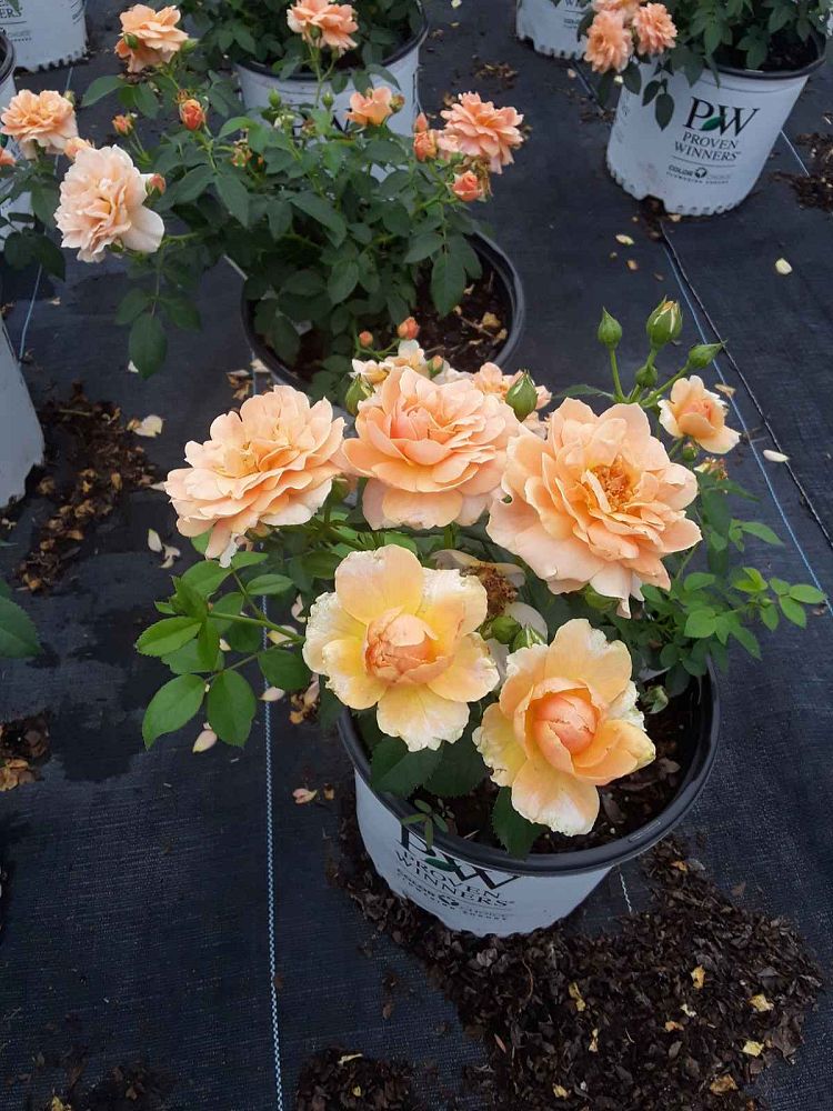 rosa-horcogjil-at-last-reg-rose