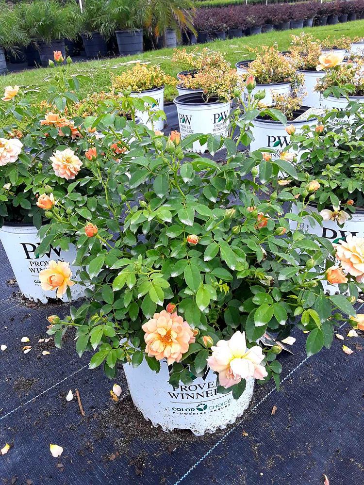 rosa-horcogjil-at-last-reg-rose