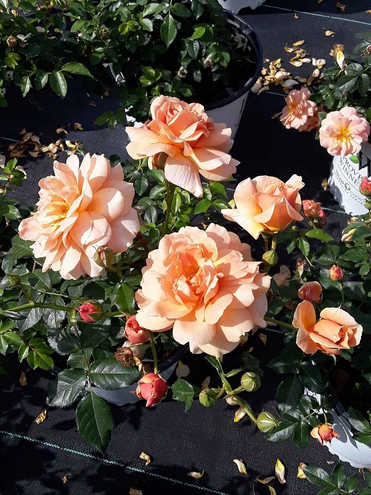 rosa-horcogjil-at-last-reg-rose