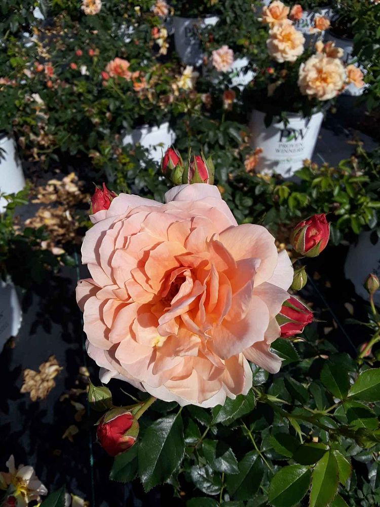rosa-horcogjil-at-last-reg-rose