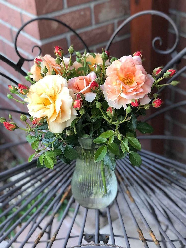 rosa-horcogjil-at-last-reg-rose