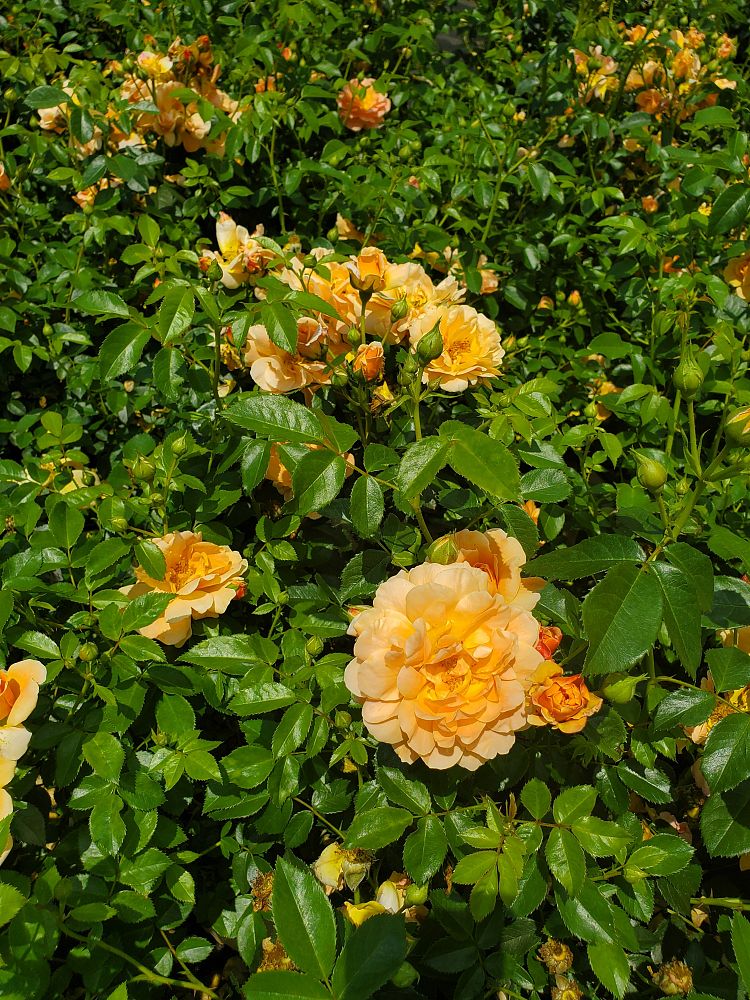 rosa-horcogjil-at-last-reg-rose