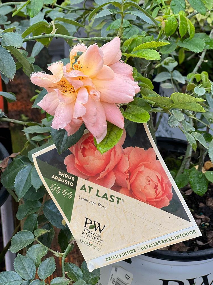 rosa-horcogjil-at-last-reg-rose