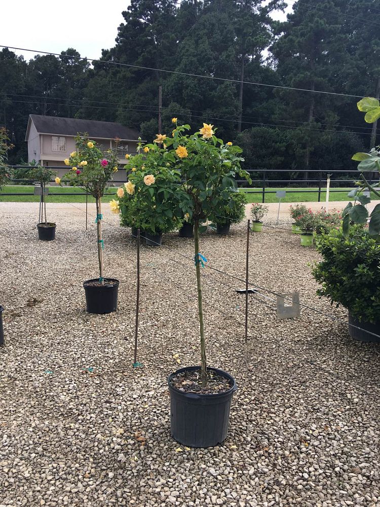 rosa-julia-child-floribunda-rose