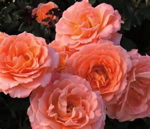 rosa-jump-for-joy-floribunda-rose
