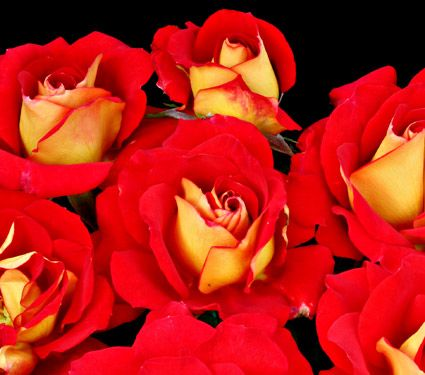 rosa-ketchup-mustard-floribunda-rose