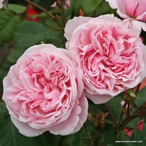 rosa-kiss-me-shrub-rose