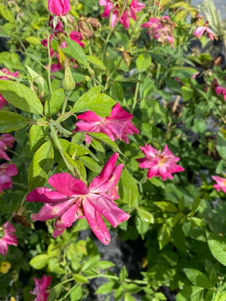 rosa-knock-out-knock-out-rose