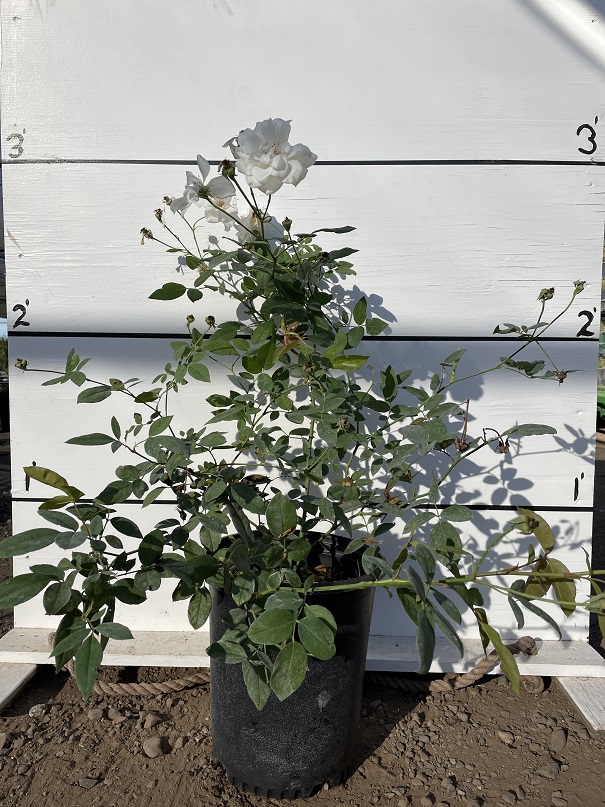 rosa-korbin-iceberg-rose