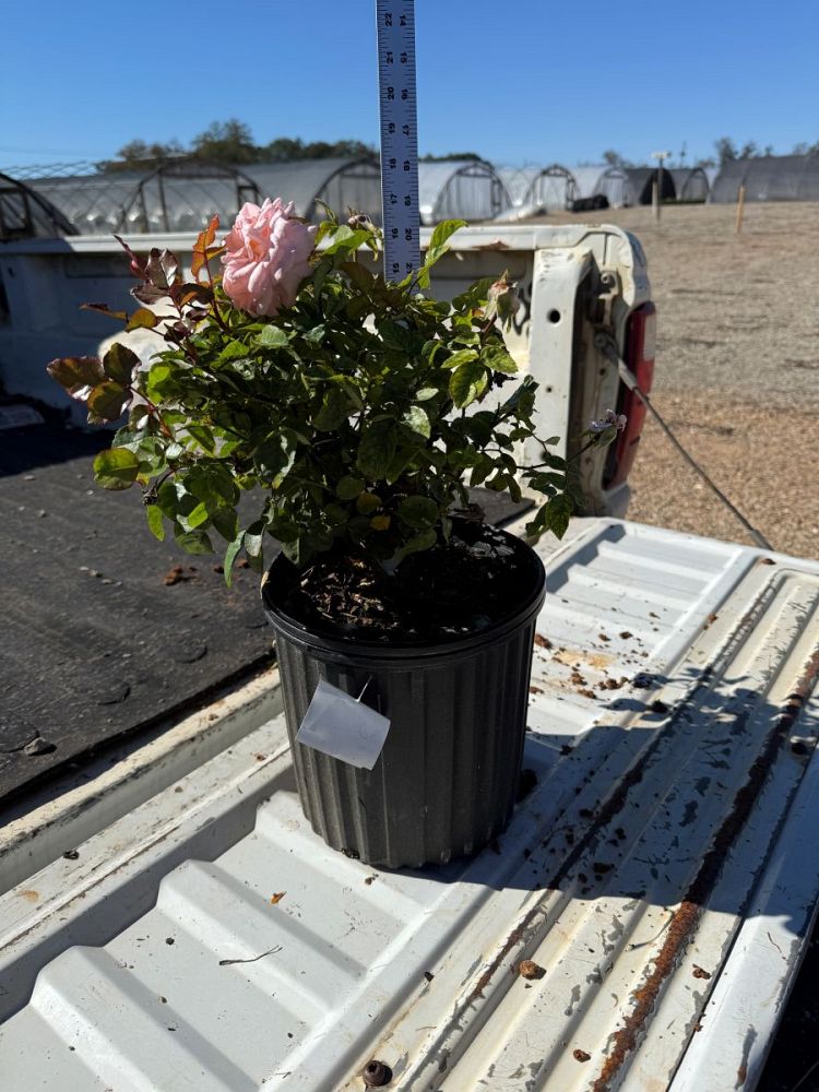 rosa-korvioros-savannah-trade-sunbelt-reg-rose