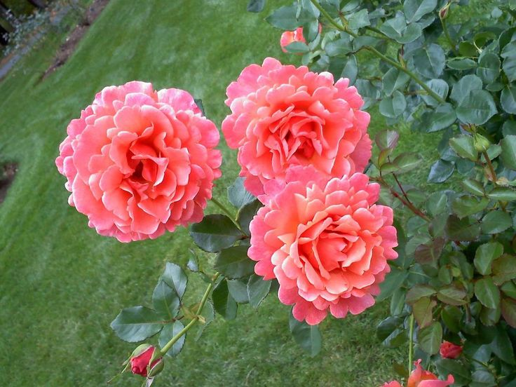 rosa-lady-elsie-may-shrub-rose