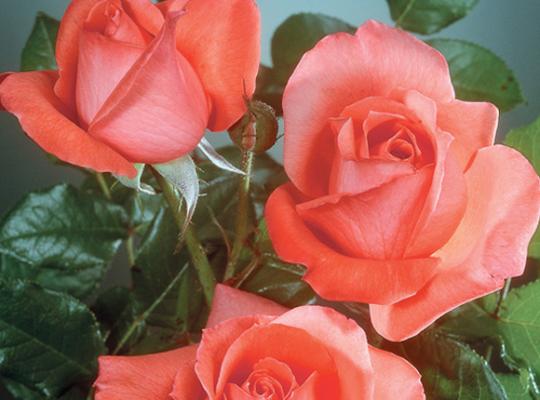 rosa-lasting-peace-grandiflora-rose