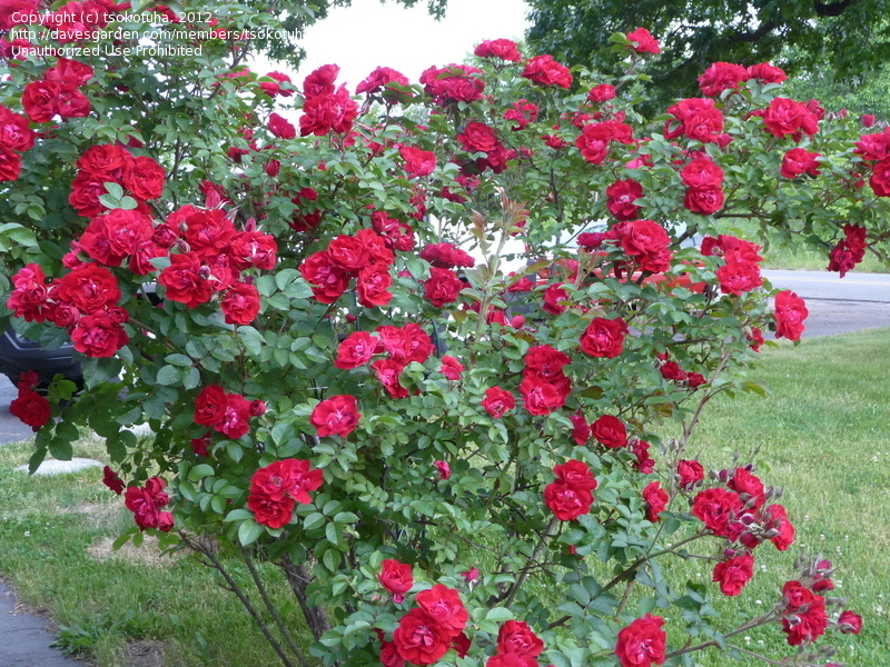 rosa-linda-campbell-hybrid-rugosa-rose
