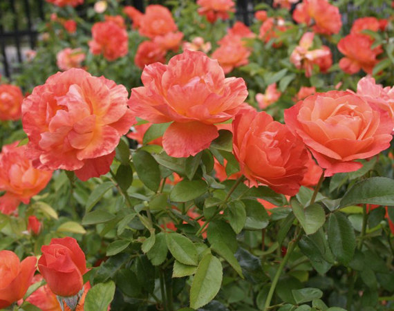 rosa-livin-easy-floribunda-rose