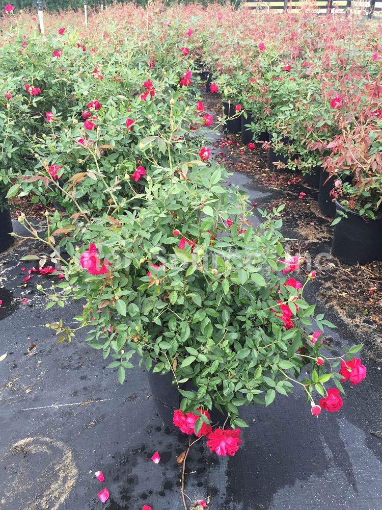 rosa-louis-philippe-rose