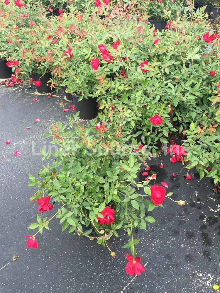 rosa-louis-philippe-rose