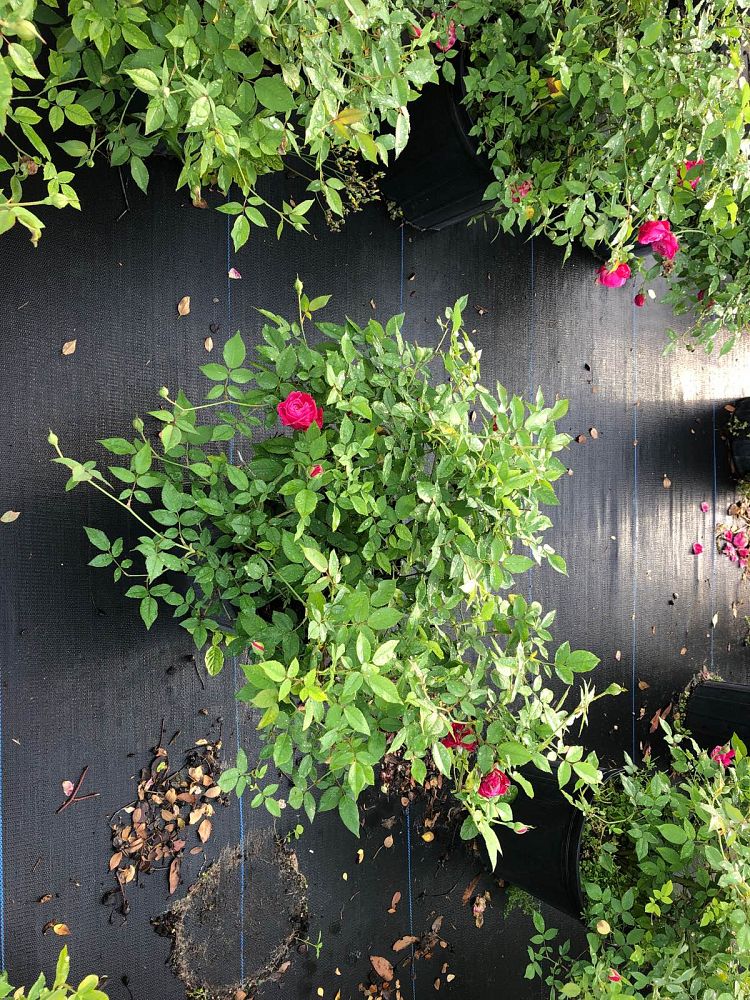 rosa-louis-philippe-rose