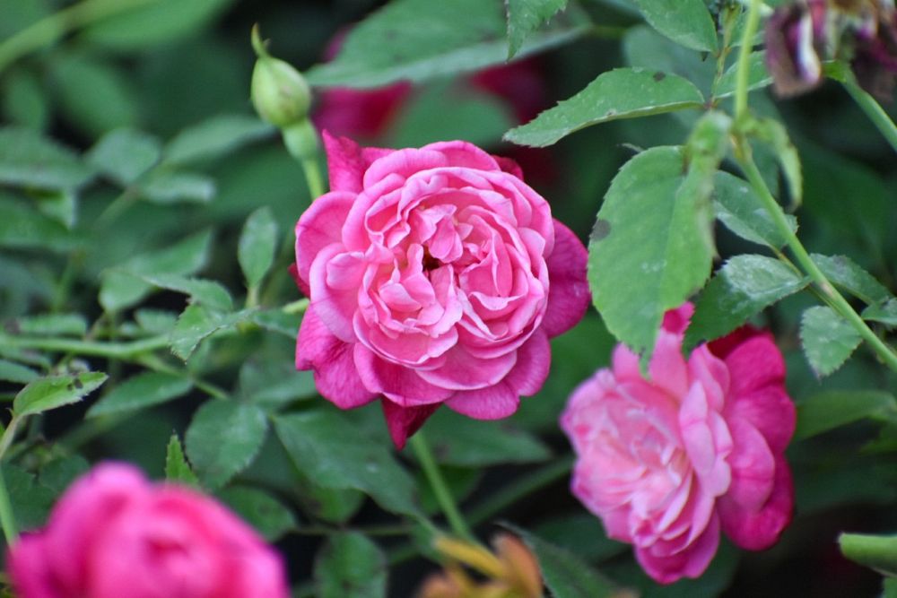 rosa-louis-philippe-rose