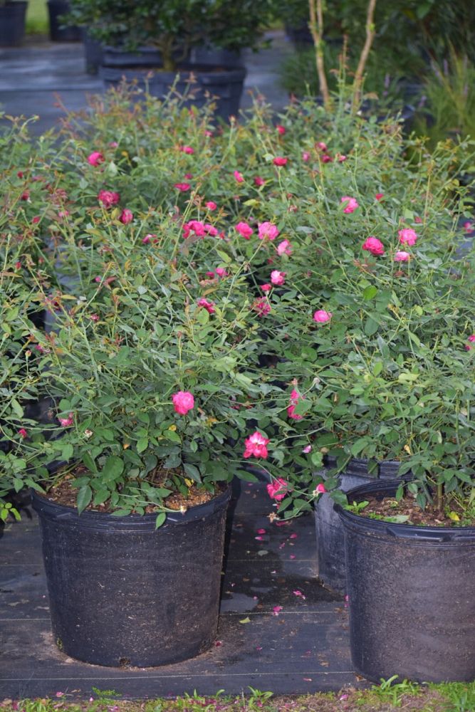 rosa-louis-philippe-rose