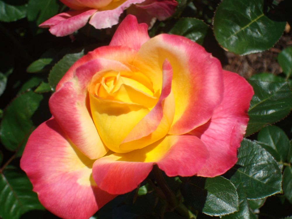 rosa-love-and-peace-hybrid-tea-rose
