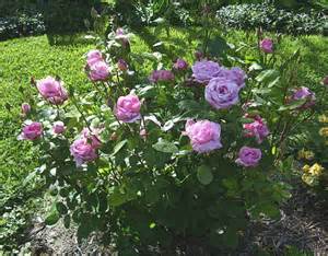 rosa-love-song-floribunda-rose