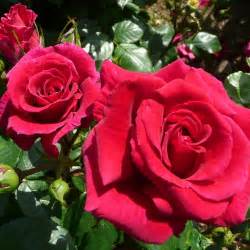 rosa-lovestruck-rose