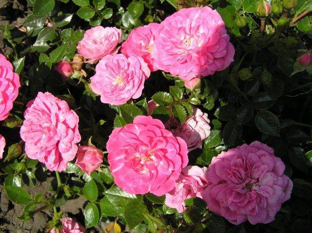 rosa-magic-meidiland-shrub-rose