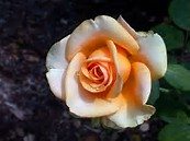 rosa-marilyn-monroe-hybrid-tea-rose
