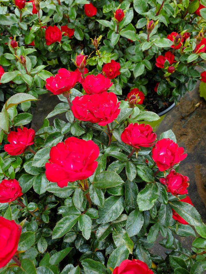 rosa-meibenbino-petite-knock-out-reg-rose