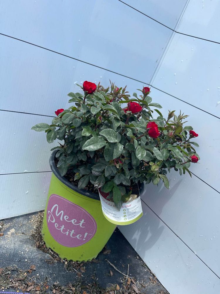 rosa-meibenbino-petite-knock-out-reg-rose