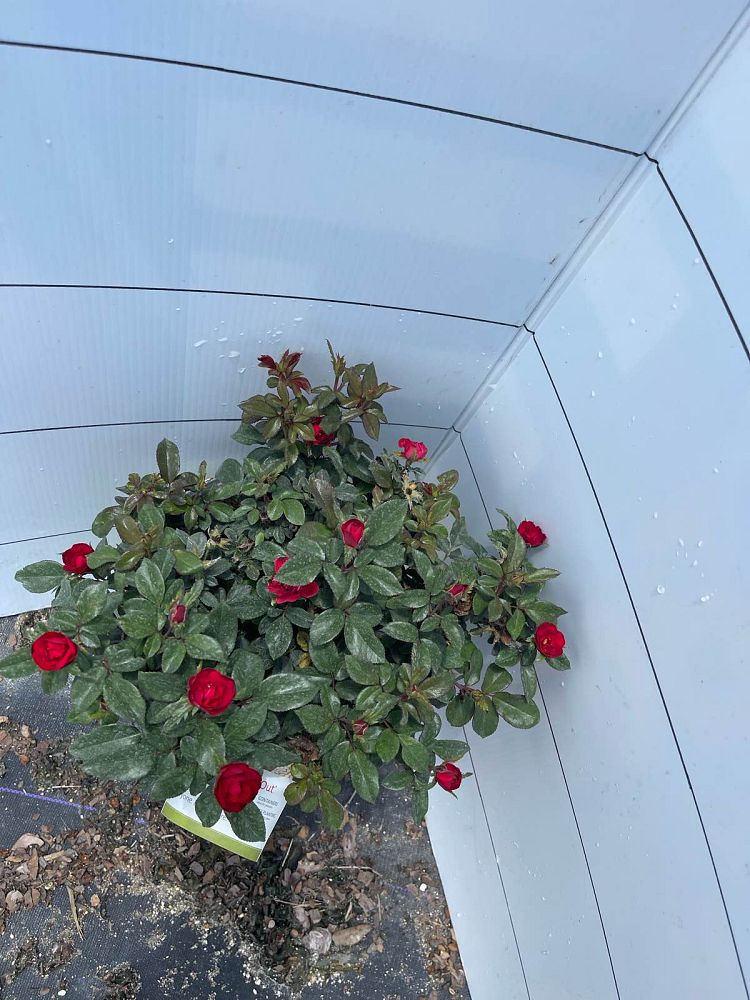 rosa-meibenbino-petite-knock-out-reg-rose