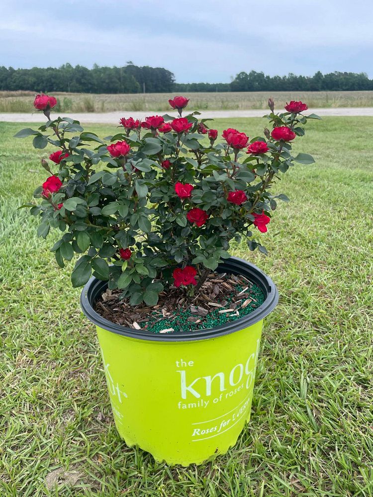 rosa-meibenbino-petite-knock-out-reg-rose