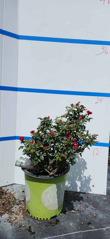 rosa-meibenbino-petite-knock-out-reg-rose