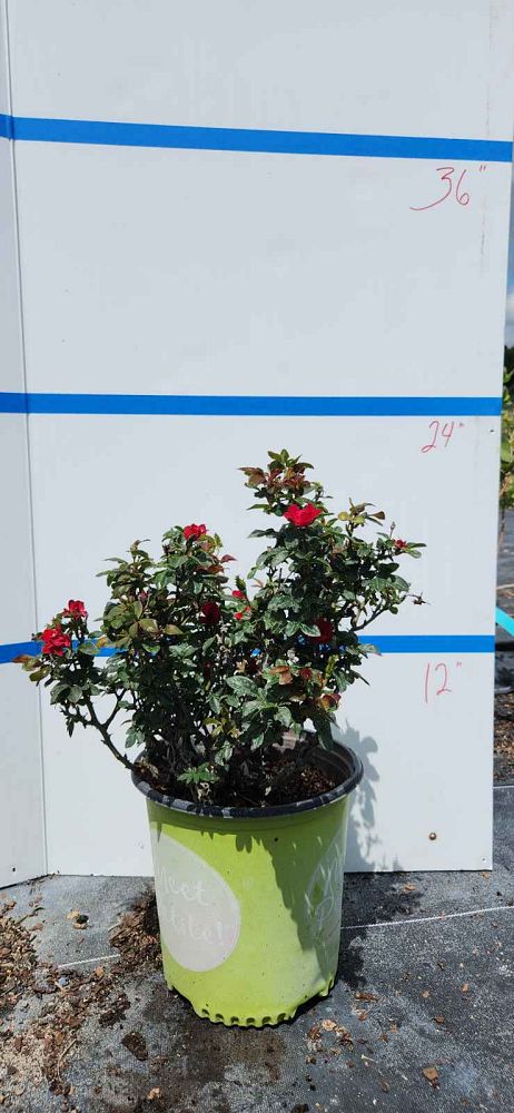 rosa-meibenbino-petite-knock-out-reg-rose