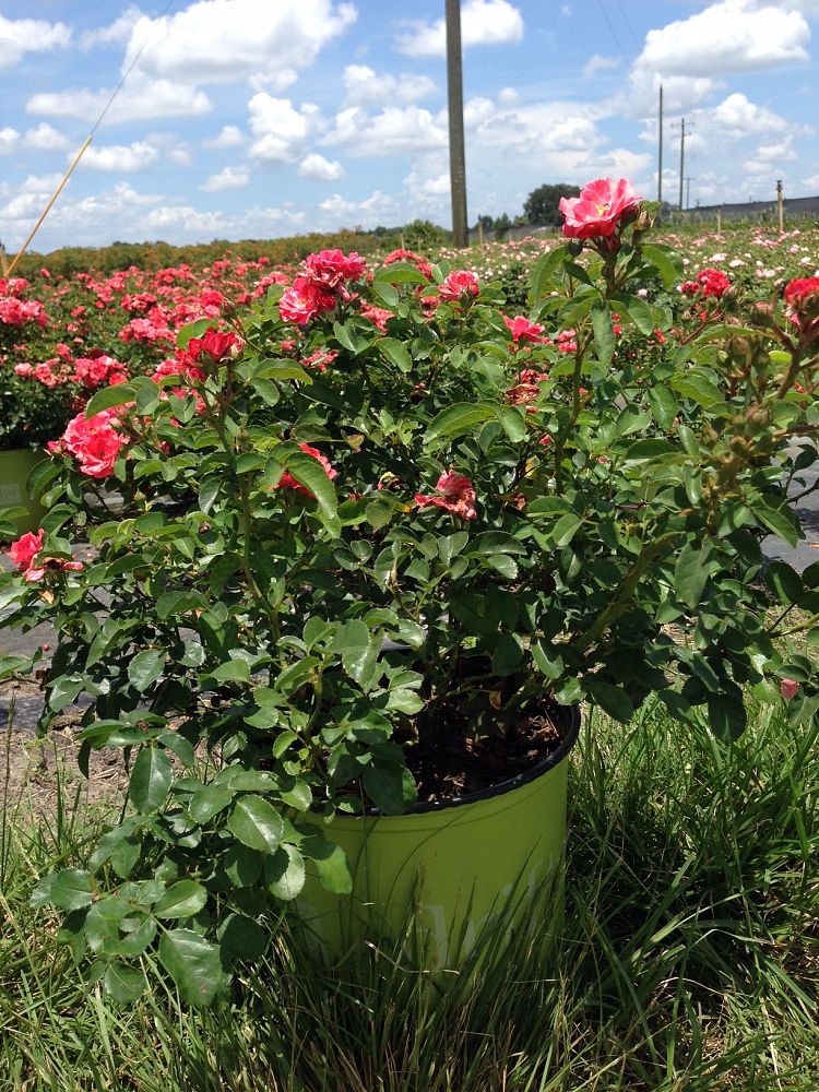 rosa-meidrifora-coral-drift-reg-rose