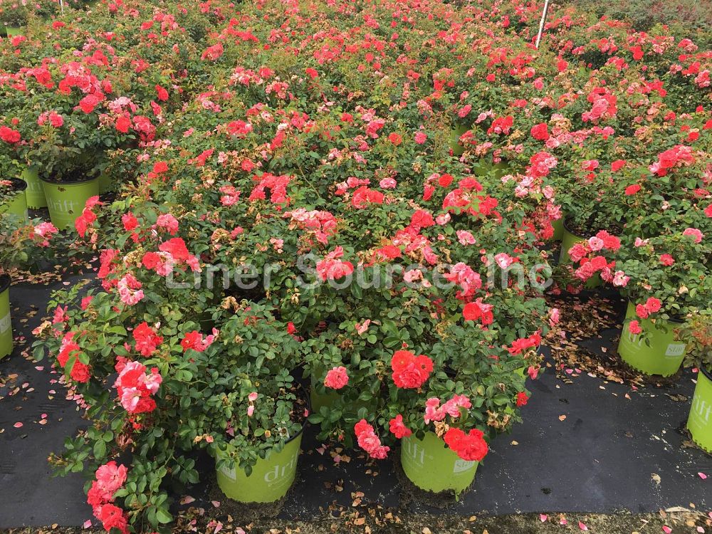 rosa-meidrifora-coral-drift-reg-rose
