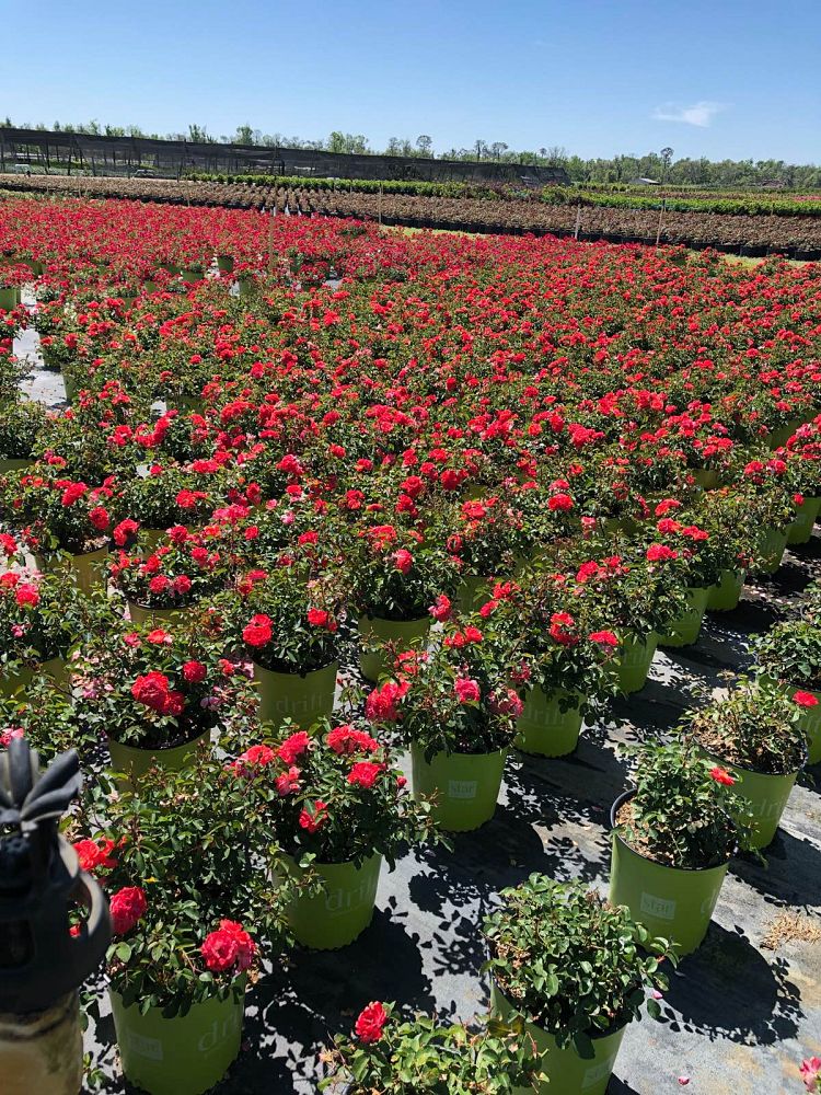 rosa-meidrifora-coral-drift-reg-rose