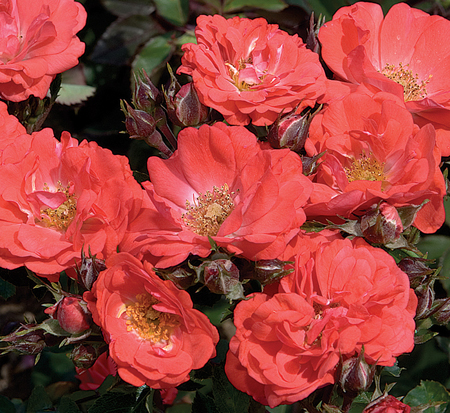 rosa-meidrifora-coral-drift-reg-rose