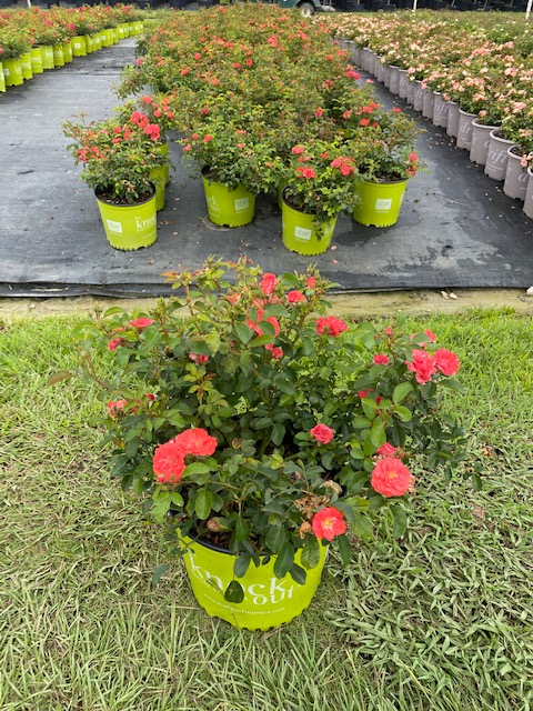 rosa-meidrifora-coral-drift-reg-rose