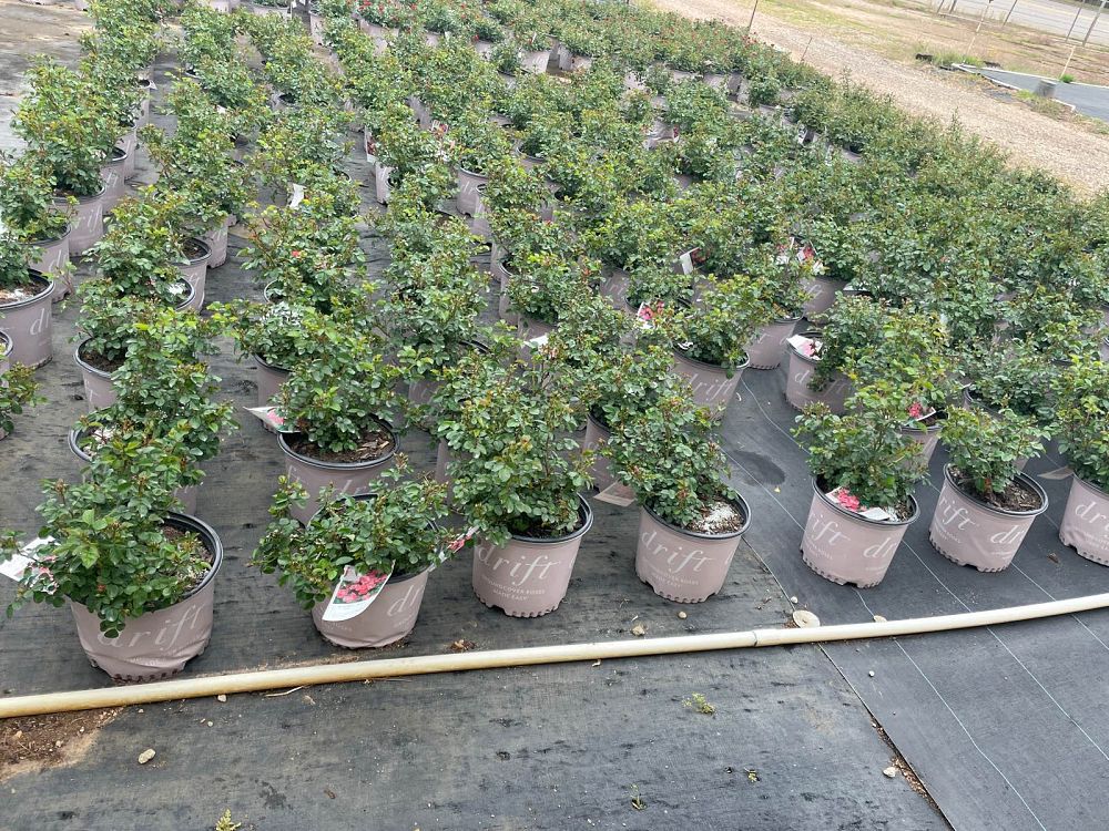 rosa-meidrifora-coral-drift-reg-rose