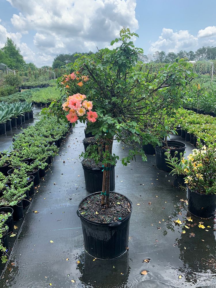 rosa-meidrifora-coral-drift-reg-rose