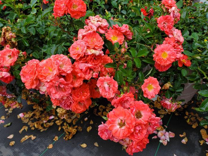 rosa-meidrifora-coral-drift-reg-rose