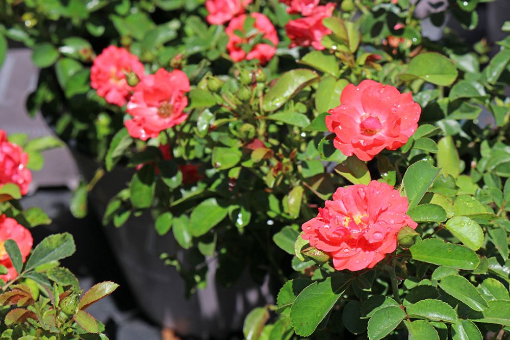 rosa-meidrifora-coral-drift-reg-rose